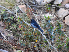 Diglossa carbonaria