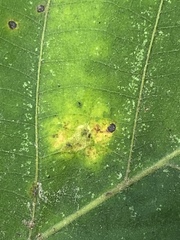 Caryomyia deflexipili