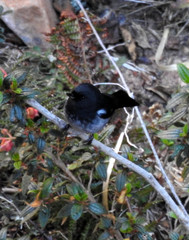 Diglossa carbonaria