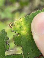 Caryomyia deflexipili