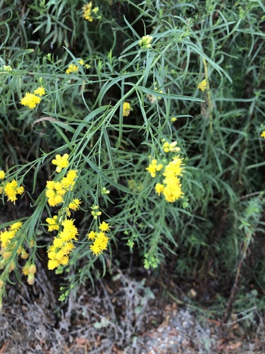 iNaturalist observation photo of western goldenrod