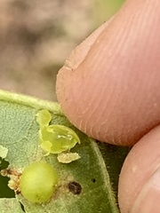 Caryomyia deflexipili