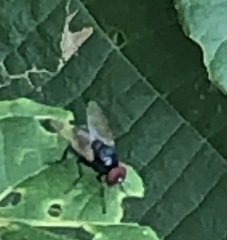 Hydrotaea chalcogaster