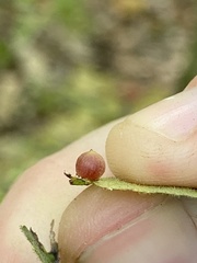 Caryomyia deflexipili