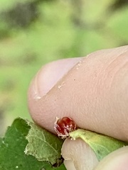 Caryomyia deflexipili