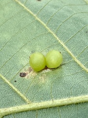 Caryomyia deflexipili