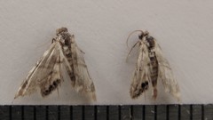 Eoparargyractis plevie