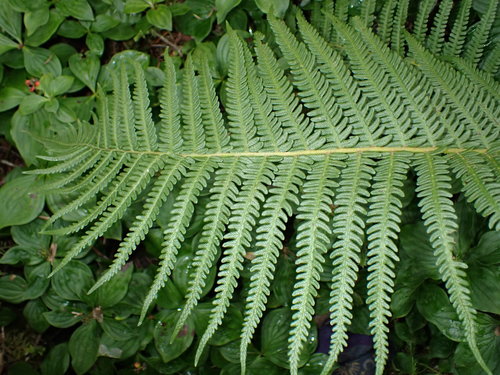 Thelypteris quelpaertensis iNat (1)