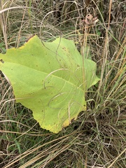 Silphium terebinthinaceum