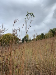 Silphium terebinthinaceum