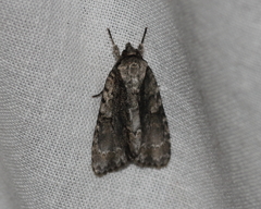 Acronicta connecta