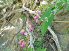 Hesperothamnus littoralis