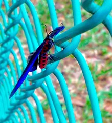 Pompelon marginata