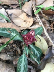 Justicia scheidweileri