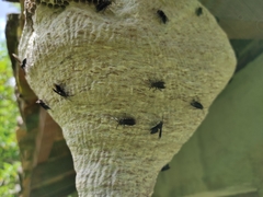 Parachartergus apicalis