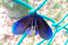 Pompelon marginata