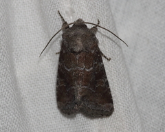 Lacinipolia meditata