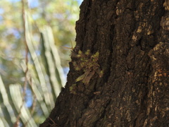 Tillandsia tricholepis