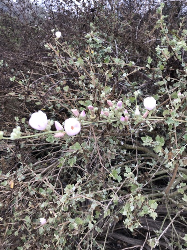 iNaturalist observation photo of southern coastal bushmallow