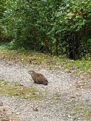 Marmota monax