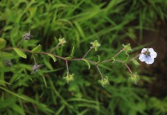 Trichodesma inaequale