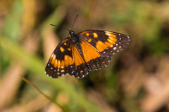 Chlosyne lacinia saundersi