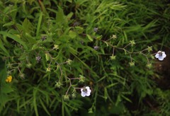 Trichodesma inaequale