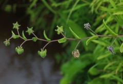 Trichodesma inaequale