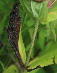 Trichodesma inaequale