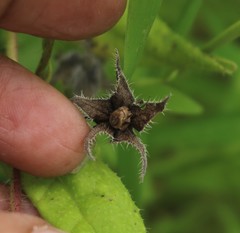 Trichodesma inaequale