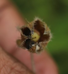 Trichodesma inaequale