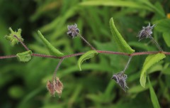 Trichodesma inaequale