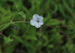 Trichodesma inaequale