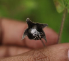 Trichodesma inaequale