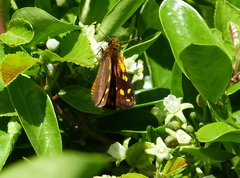 Metisella metis