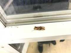 Autographa bimaculata