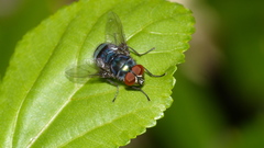 Chrysomya chloropyga