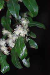 Aphloia theiformis