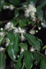 Aphloia theiformis