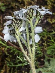 Achillea atrata