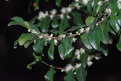 Aphloia theiformis