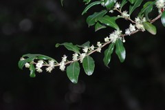 Aphloia theiformis