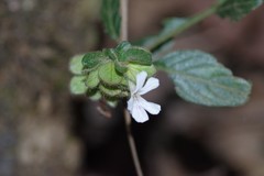 Phaulopsis imbricata