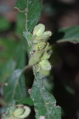 Phaulopsis imbricata