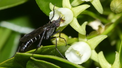 Pentheria