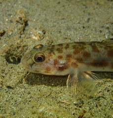 Lepidogobius lepidus