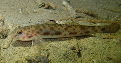 Lepidogobius lepidus