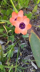 Sparaxis elegans