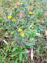 Pulicaria vulgaris