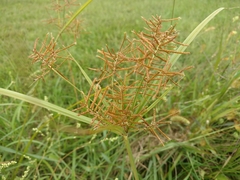 Cyperus esculentus leptostachyus